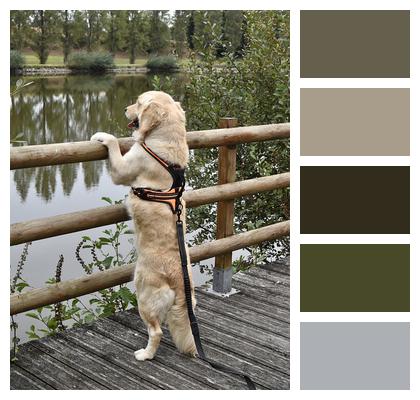 Pond Golden Retriever Dog Image